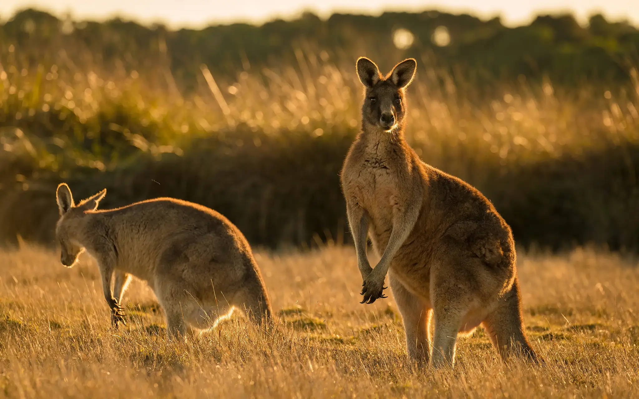 Kangaroo in open field during a golden sunset.