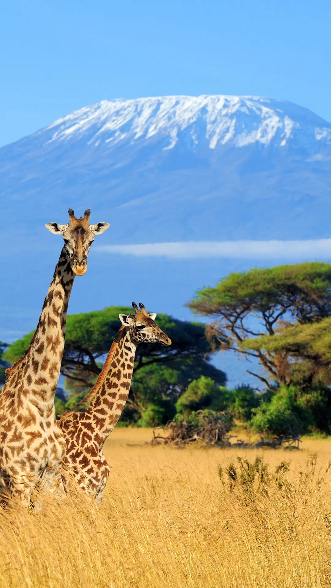 Three giraffes in a national park in Kenya.