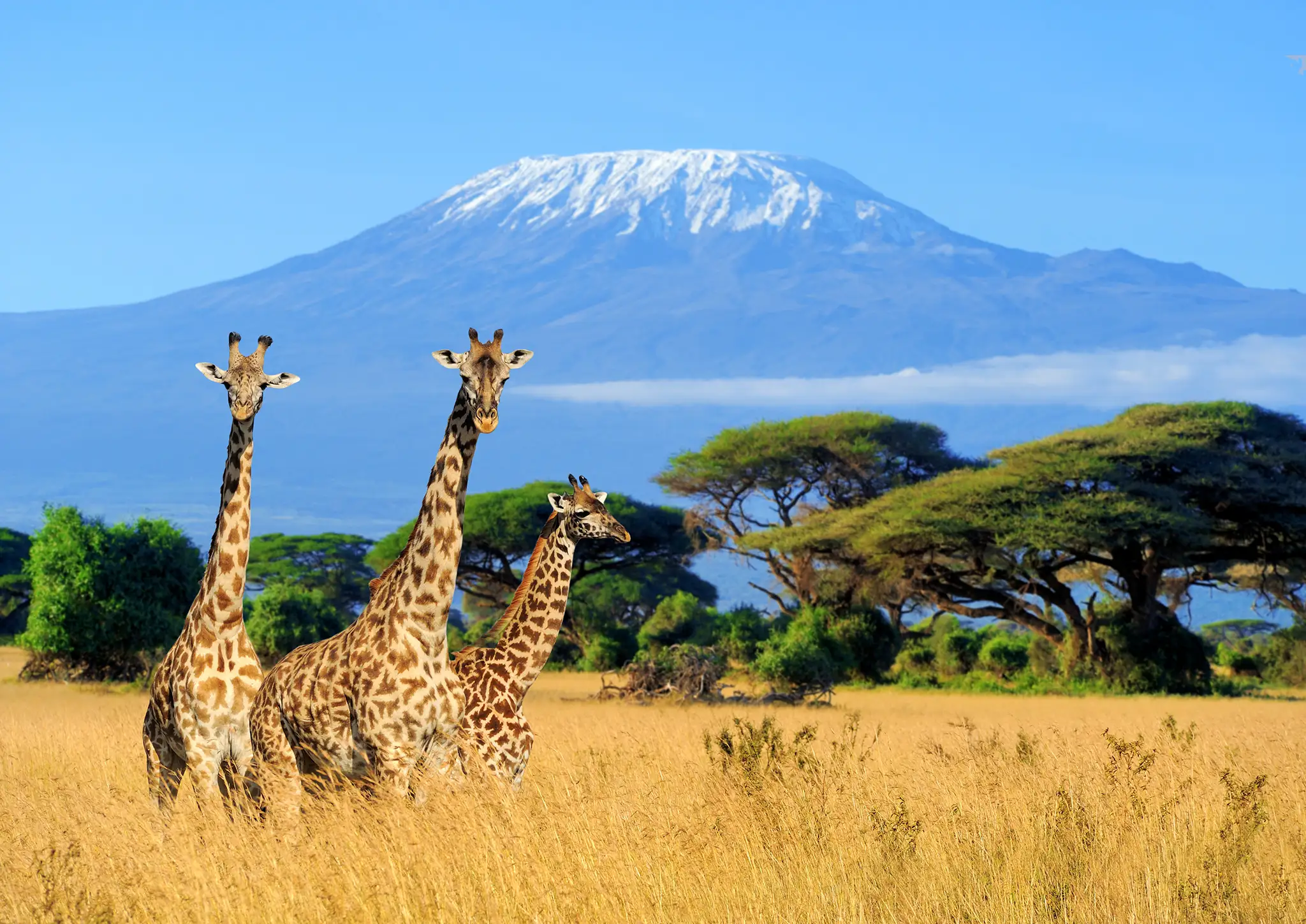 Three giraffes in a national park in Kenya.