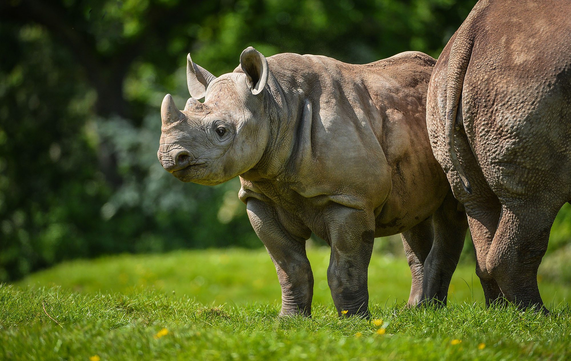 Rhinos at Chester Zoo
