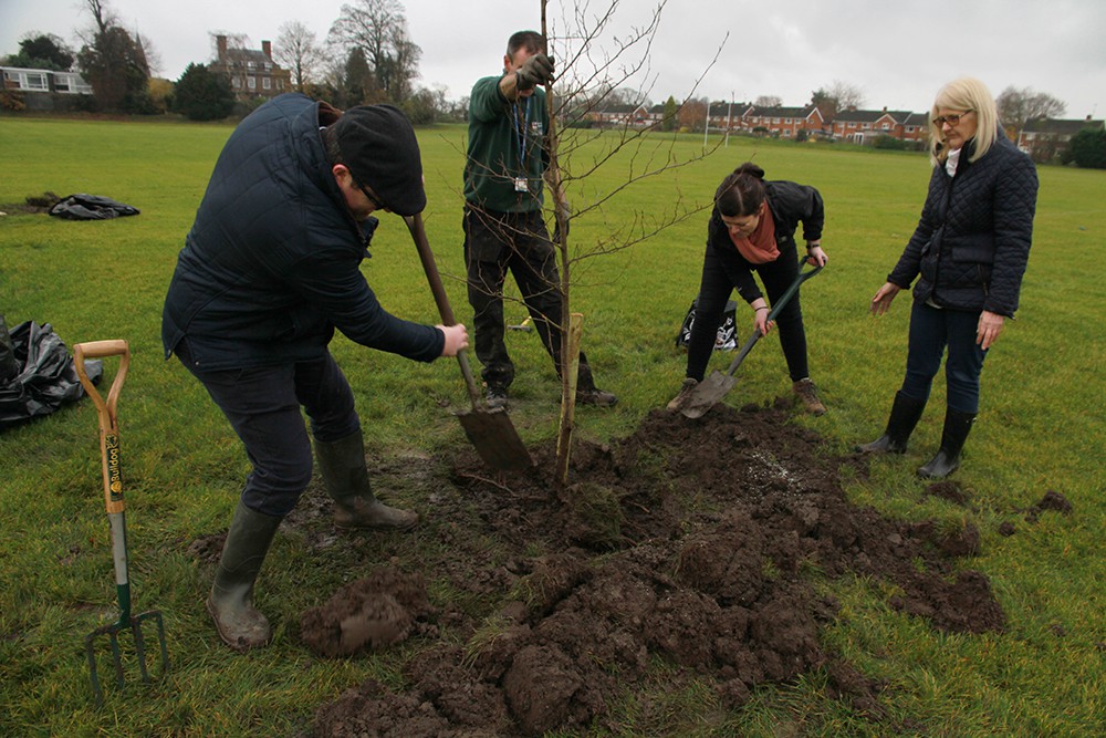 Members of the sustainability team planting a young tree on an open grass area