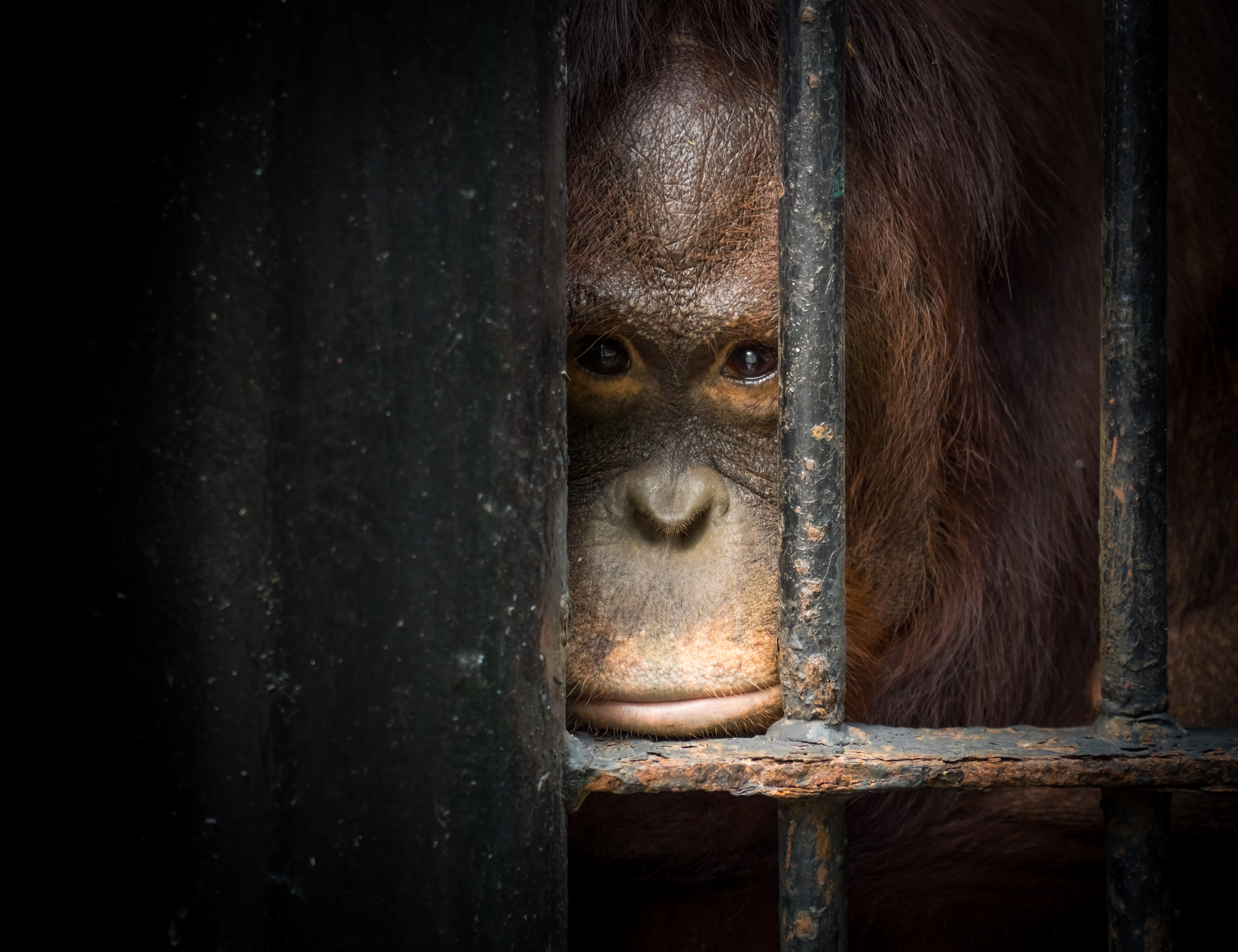 Orangutan staying in the cage