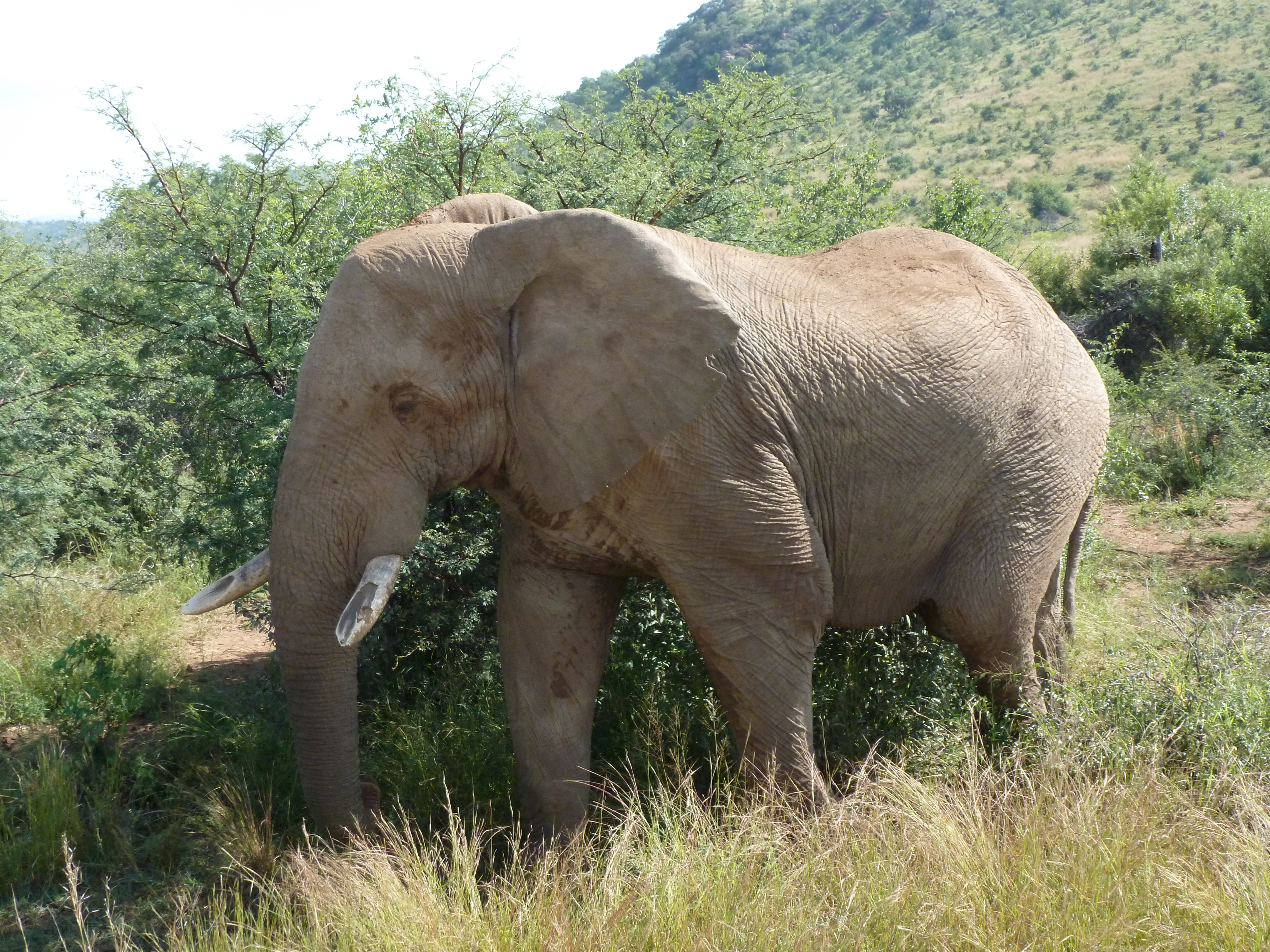 An elephant in the wild